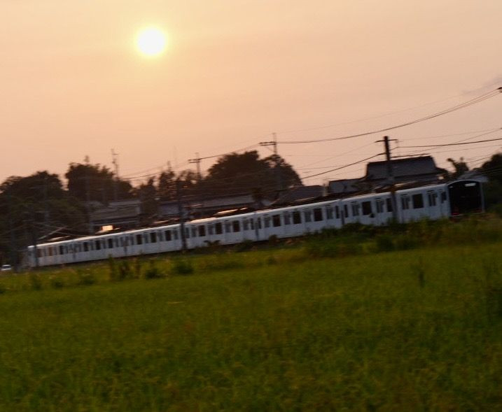 稲の穂と夕陽と電車
