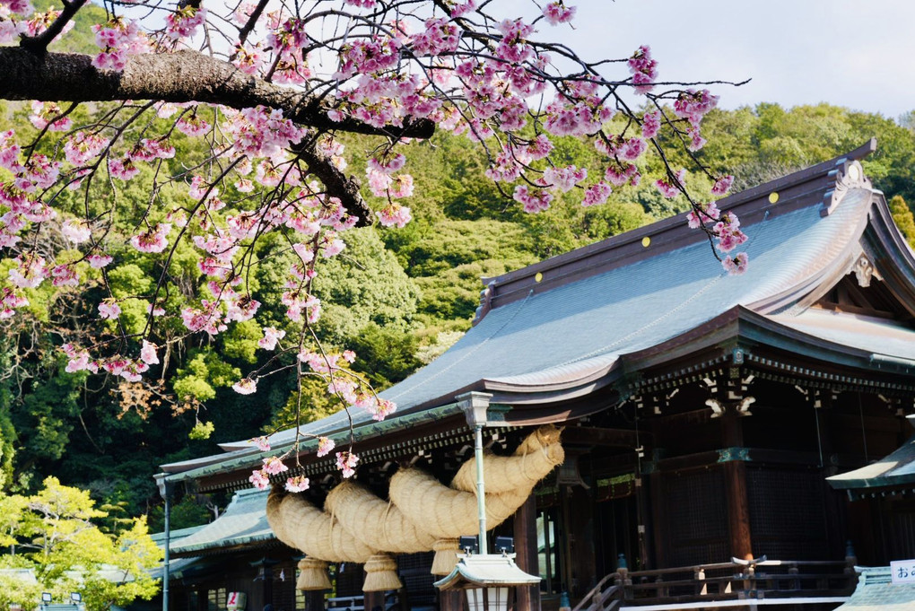 宮地嶽神社の大寒桜