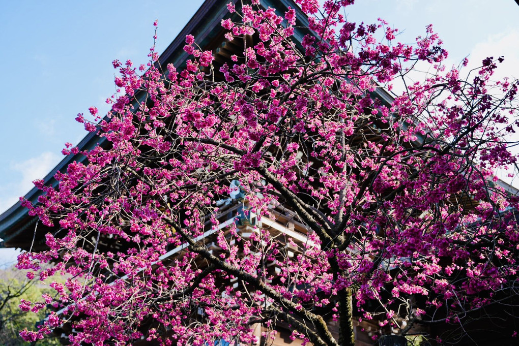 宮地嶽神社の大寒桜