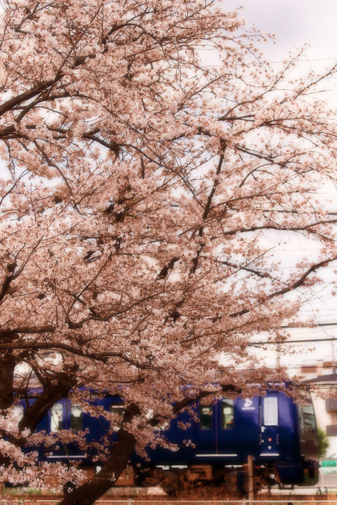 公園桜とネイビーブルー
