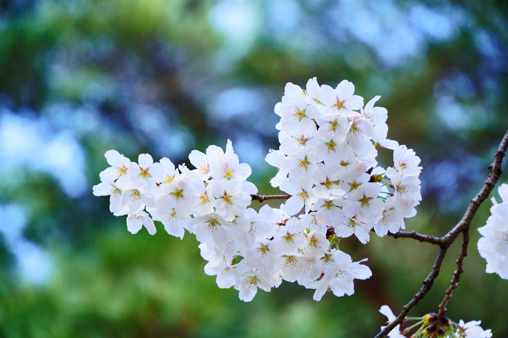 いろいろな顔の桜