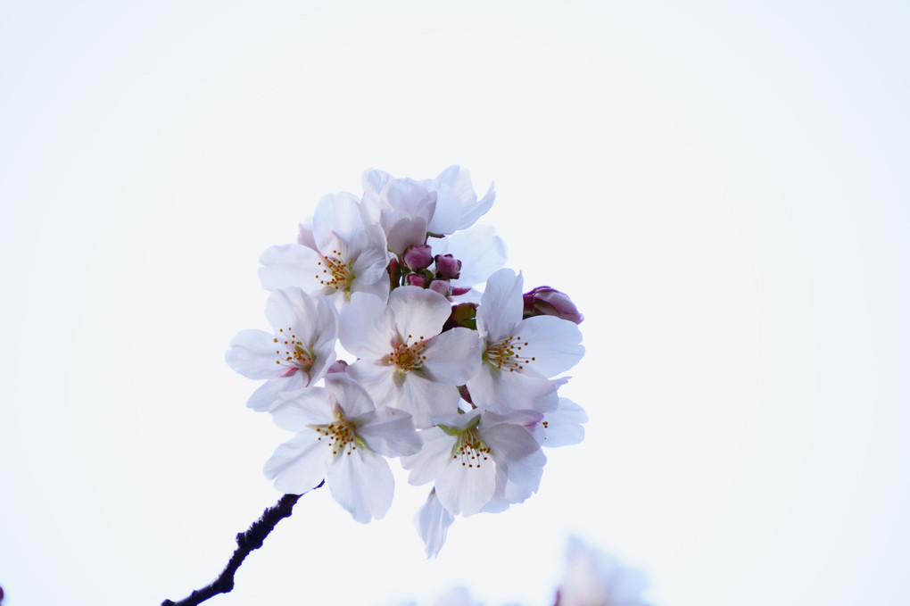 いろいろな顔の桜