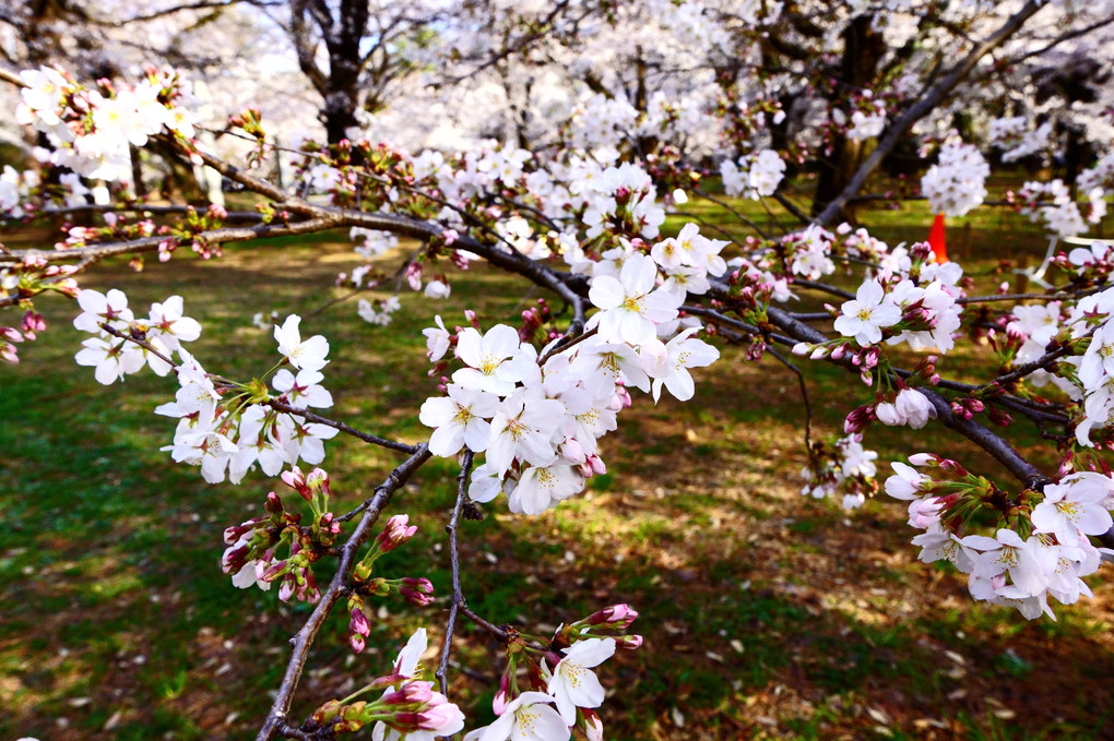 いろいろな顔の桜
