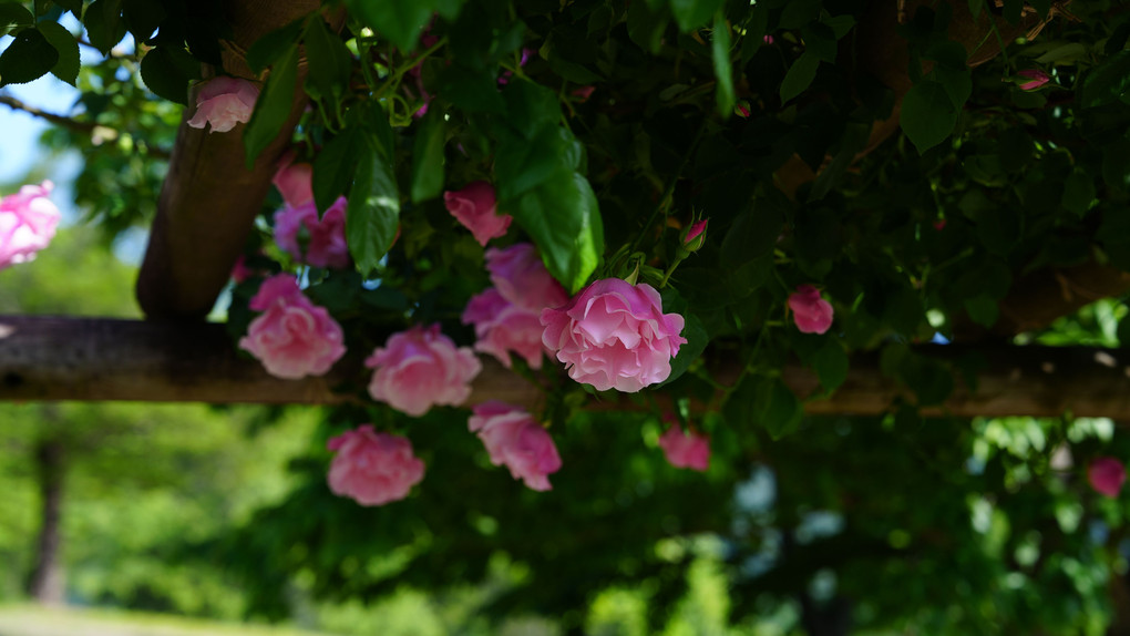 朝の薔薇