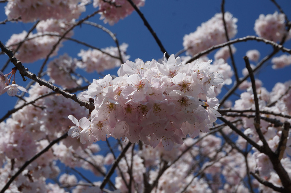 南足柄の春めき桜