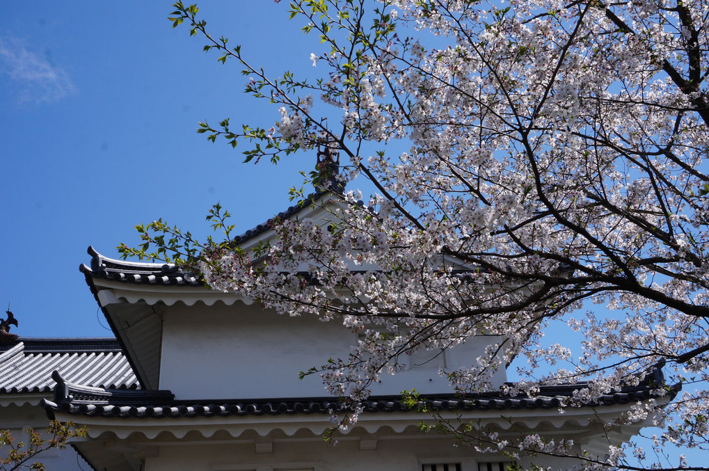 駿府城公園桜