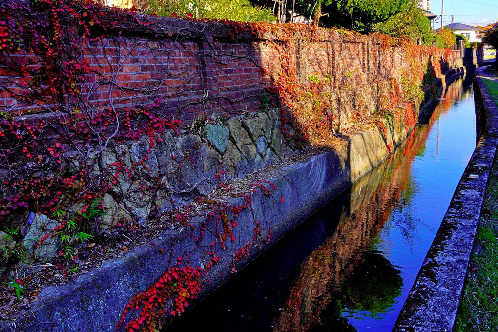加古川旧日本毛織工場社宅外周レンガ塀に絡みつくツタの紅葉