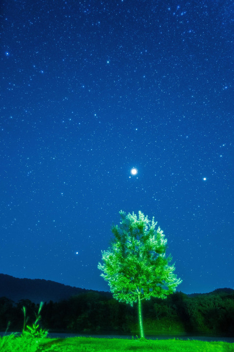 一本木の上に輝く木星