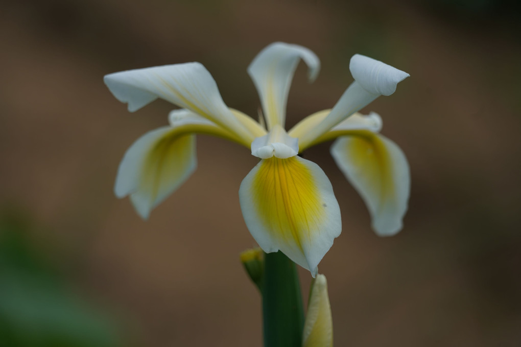 今年も咲きました 我が家の花菖蒲