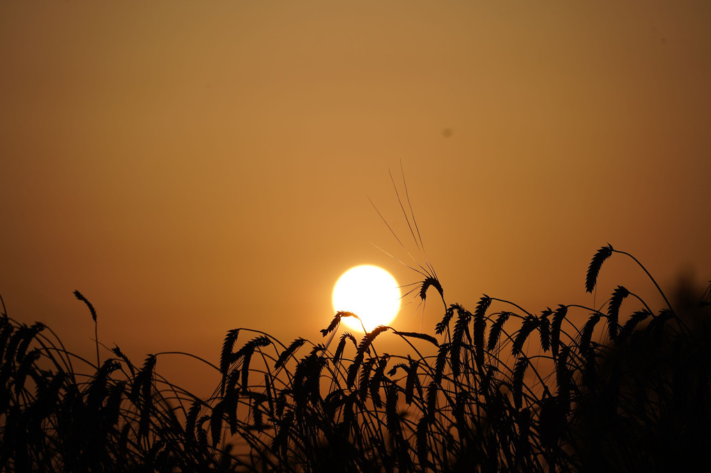 夕陽に映える麦畑