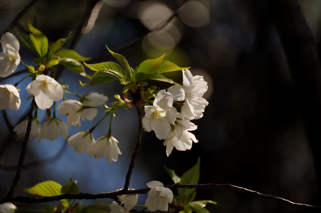 静かに咲く山桜