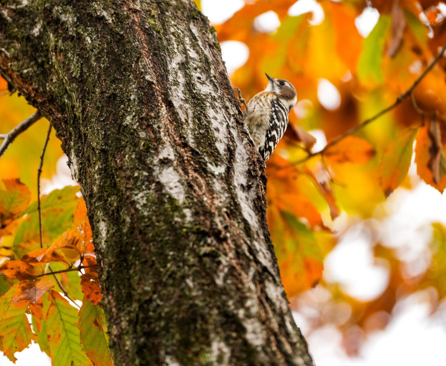 秋景色に鳥さんいっぱい#ジョウビタキ#　#コゲラ#　#メジロ#
