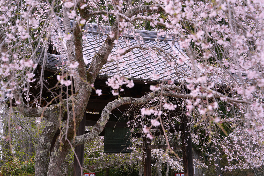 古都の桜