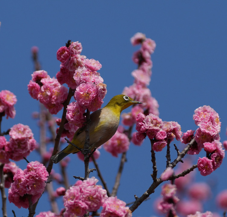 青空の下で咲く梅の花に寄せられて…　#メジロ#
