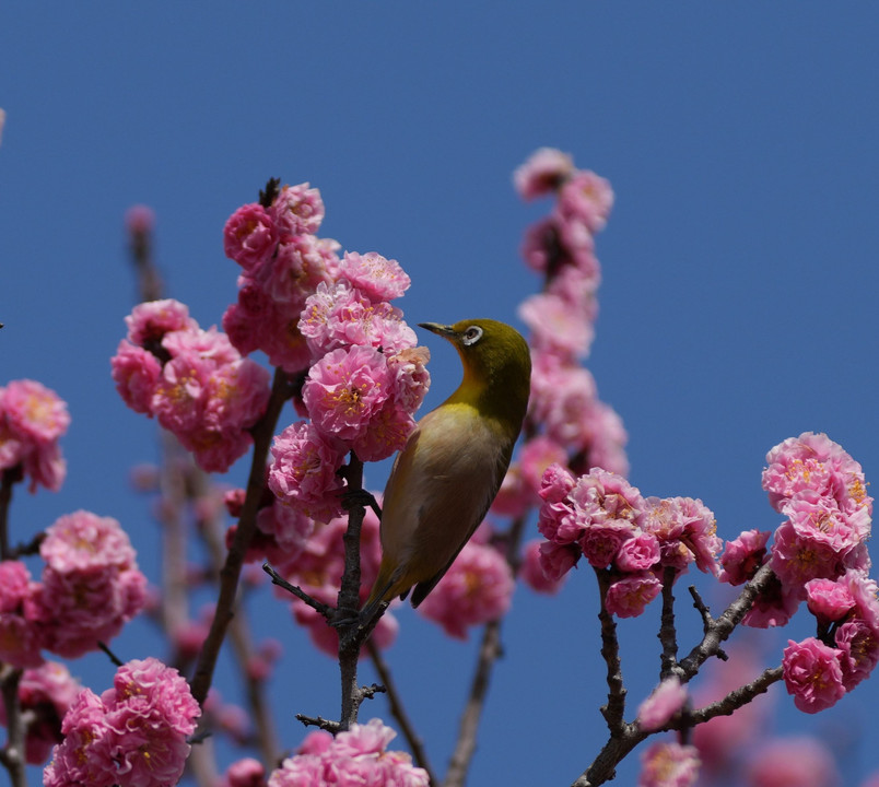 青空の下で咲く梅の花に寄せられて…　#メジロ#