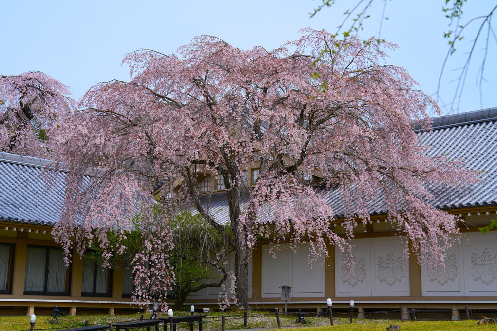 秀吉の愛した醍醐寺の枝垂桜