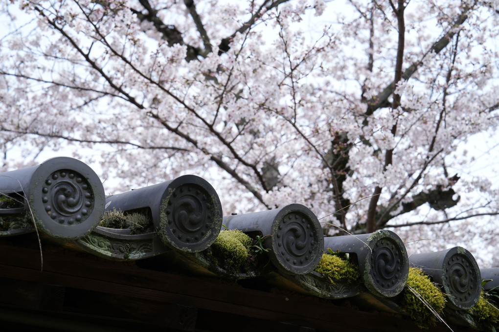 秀吉の愛した醍醐寺の枝垂桜