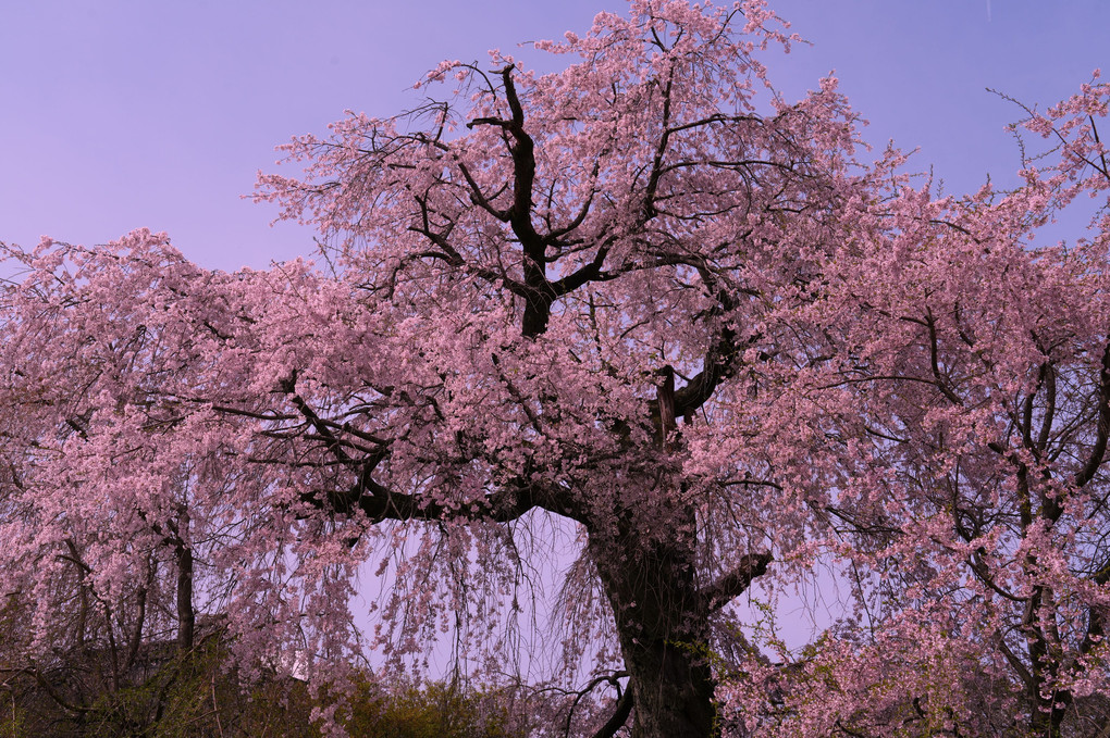 優美、祇園枝垂桜