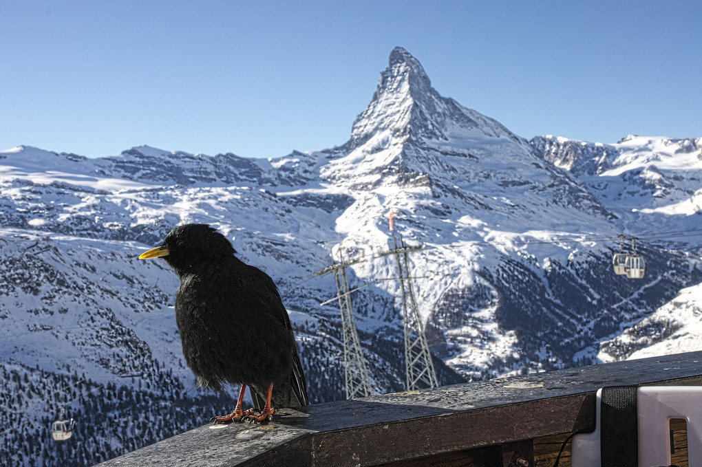 Matterhorn and a bird