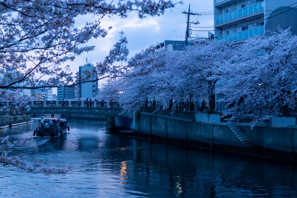 黄昏時、横浜黄金町大岡川の桜