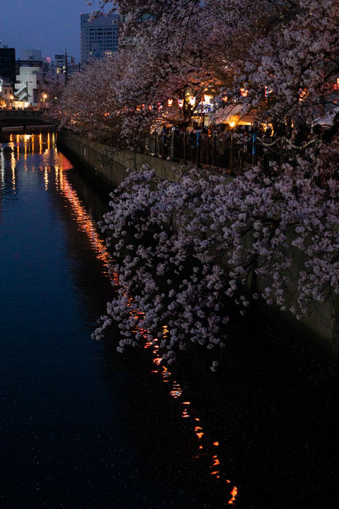 黄昏時、横浜黄金町大岡川の桜