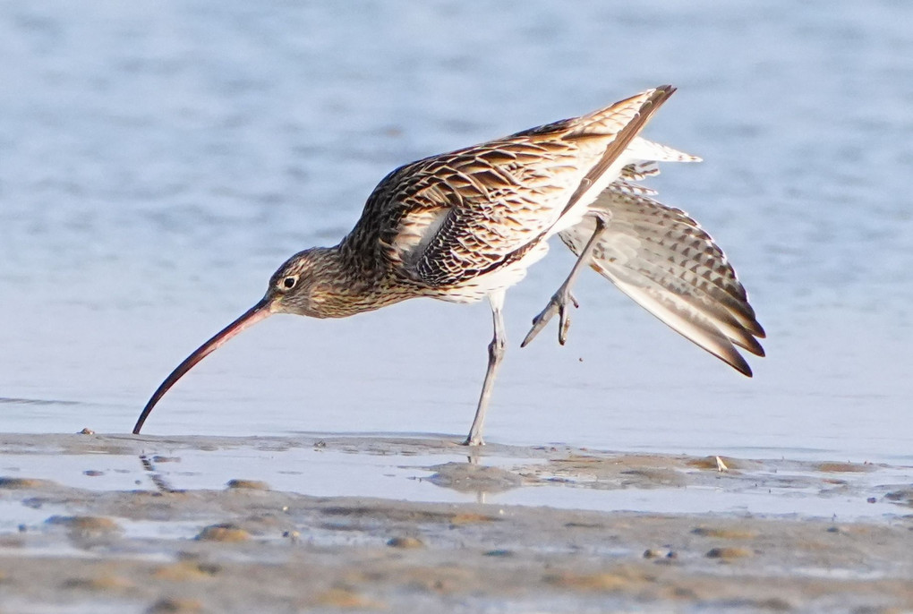 アクロバット、いや採餌