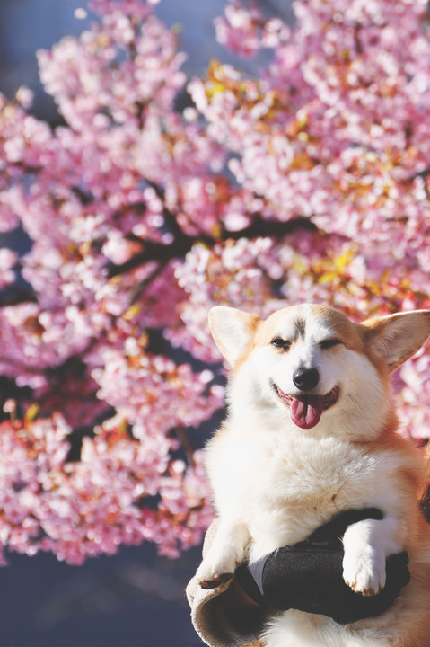 みんな大好き河津桜かな。