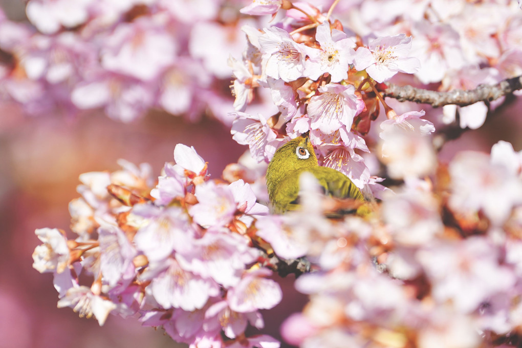みんな大好き河津桜かな。