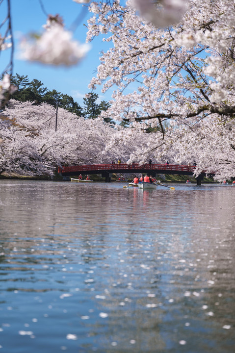 弘前公園西濠からの桜