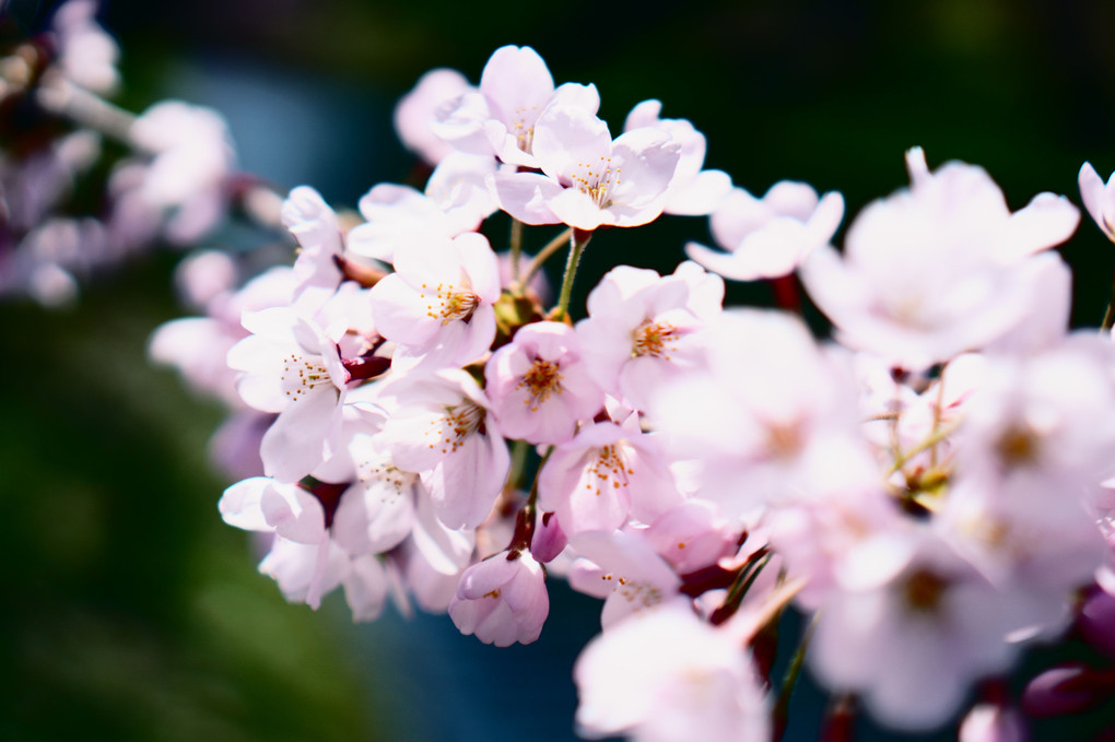 桜の季節の始まり