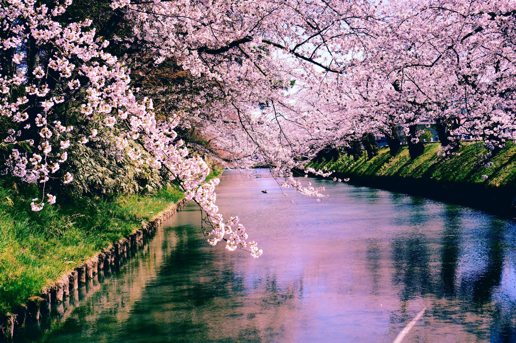 弘前の春