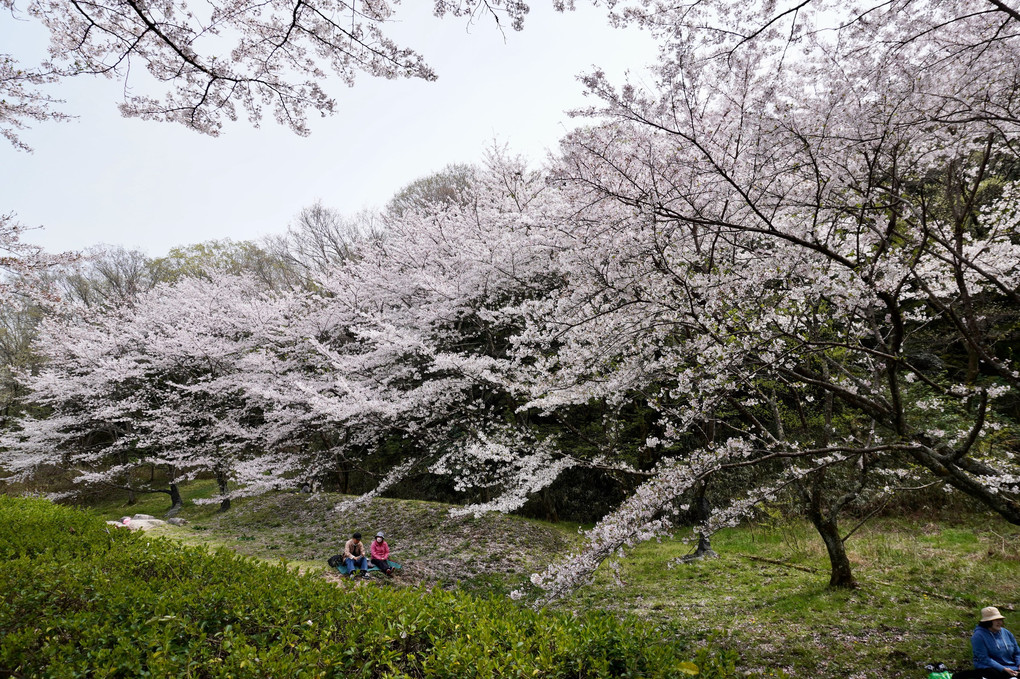 一須賀古墳群の桜満開