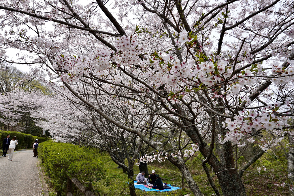 一須賀古墳群の桜満開