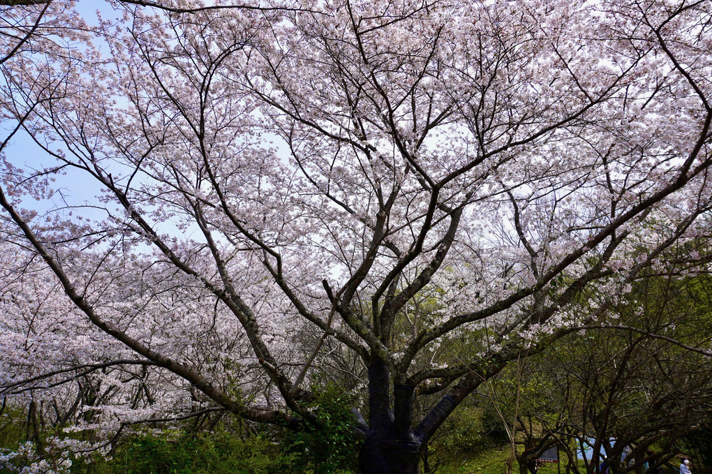 一須賀古墳群の桜満開２