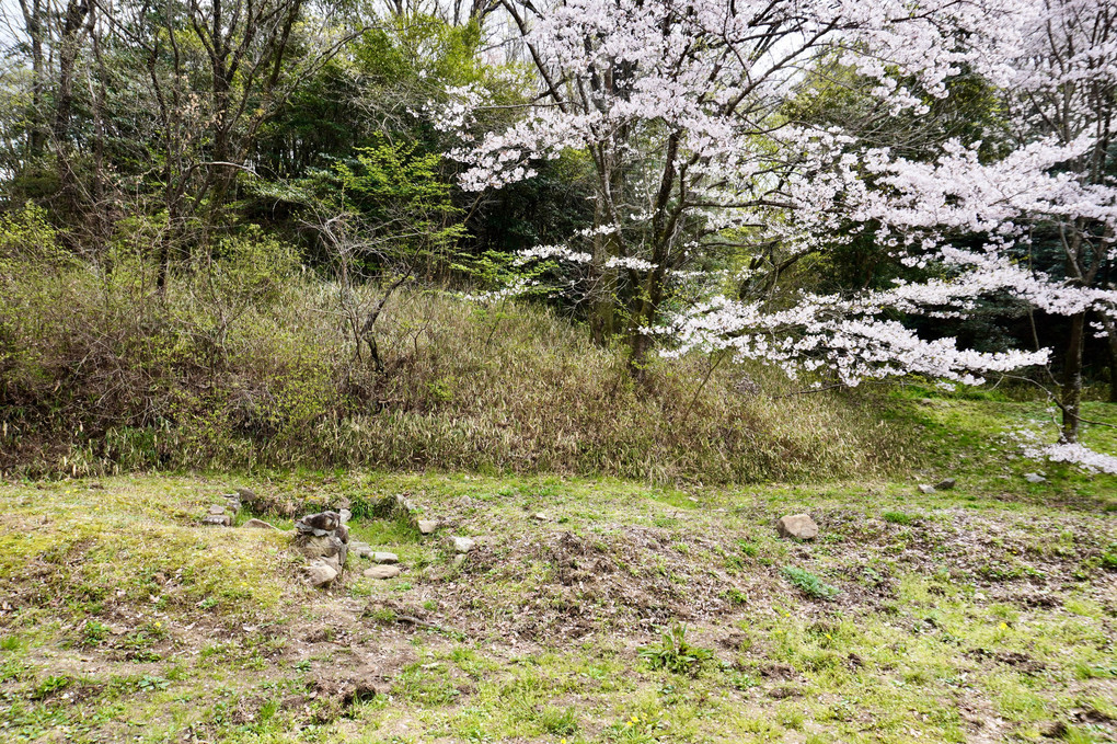 一須賀古墳群の桜満開２