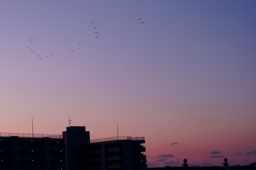 夜明けと渡り鳥