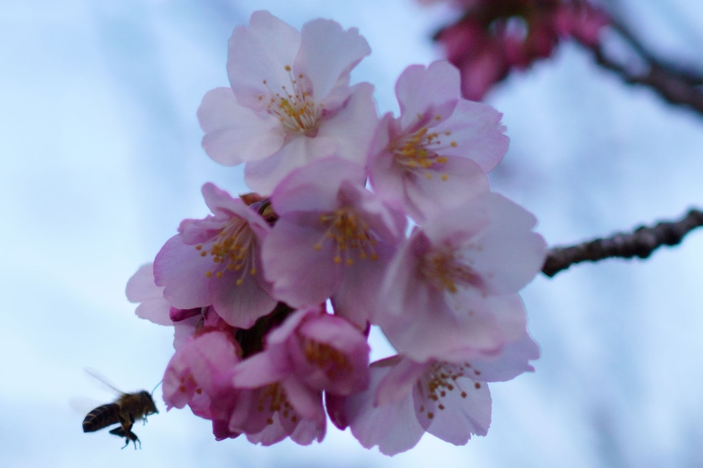 ハチスカザクラ（蜂須賀桜）にハチ訪問