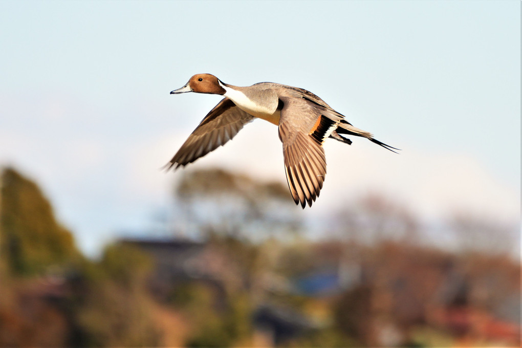 白鳥の里にて、ホバリングを始めるかも（オス）