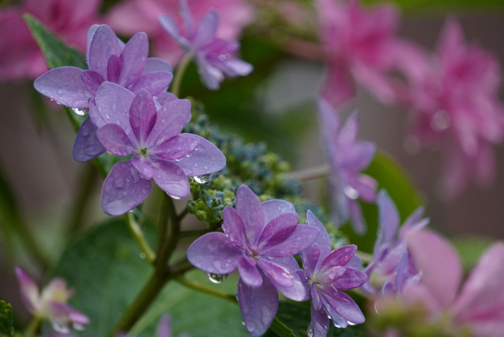 雨粒と遊ぶ紫陽花