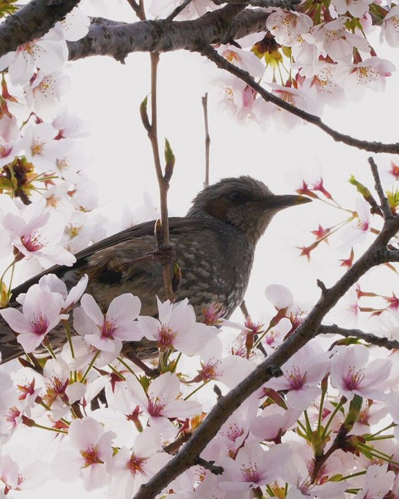 〜桜と鳥〜