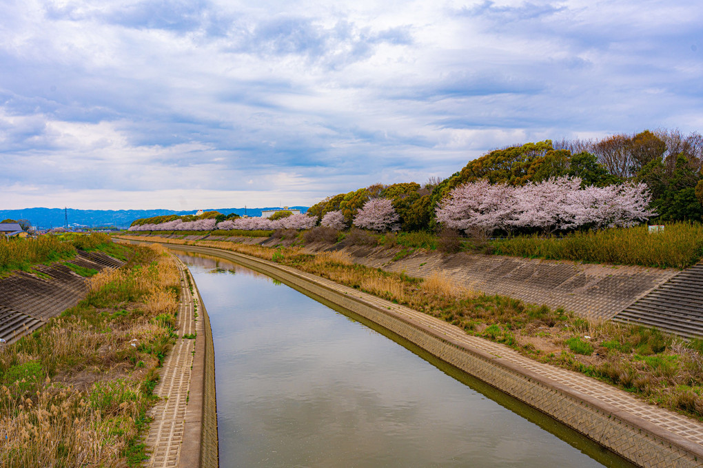 (2024-04-05)大和川沿いの桜並木