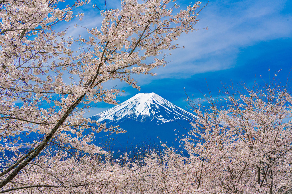 (2024-04-13)新倉山浅間公園の桜