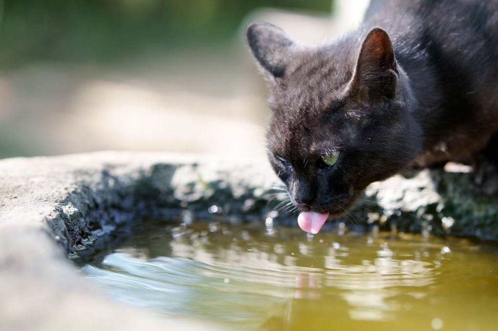 水飲み猫と揺らぐ水面