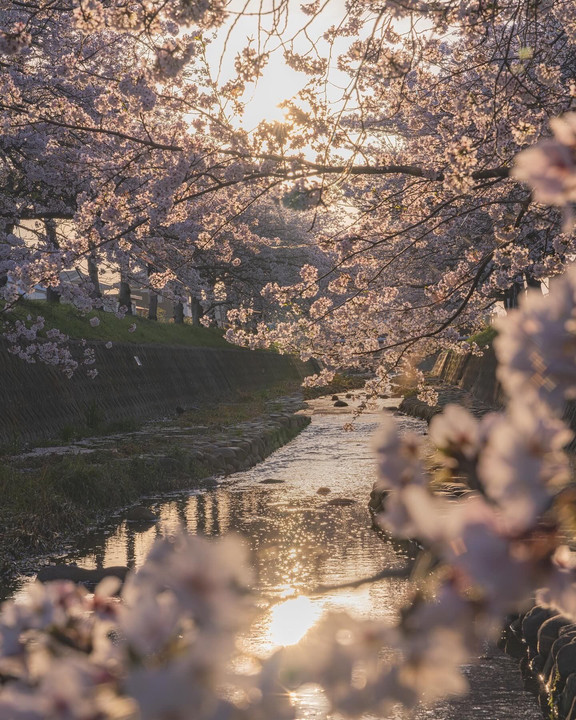 朝陽と桜
