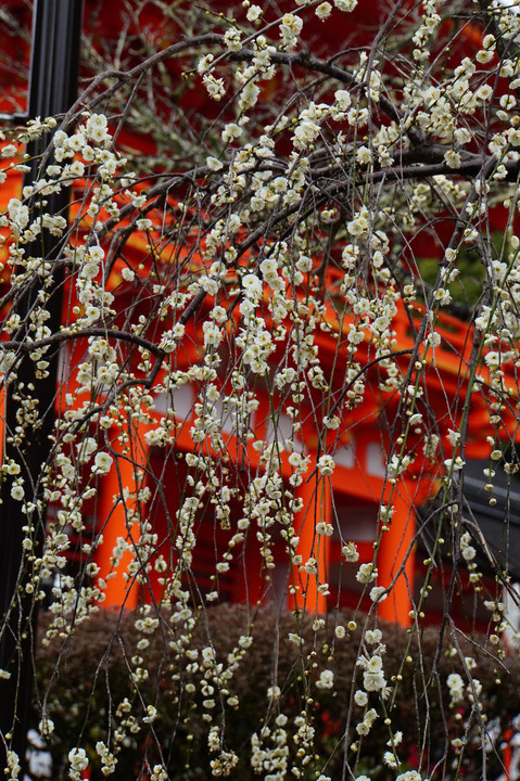 京都・上賀茂神社の白梅