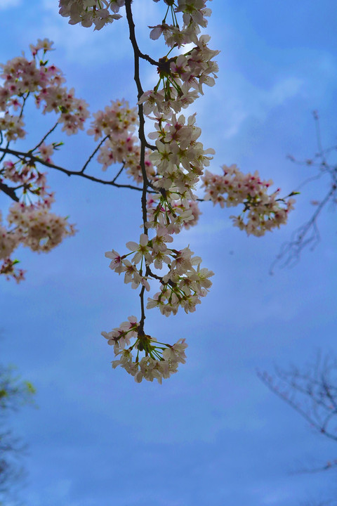 Sakura blossom 