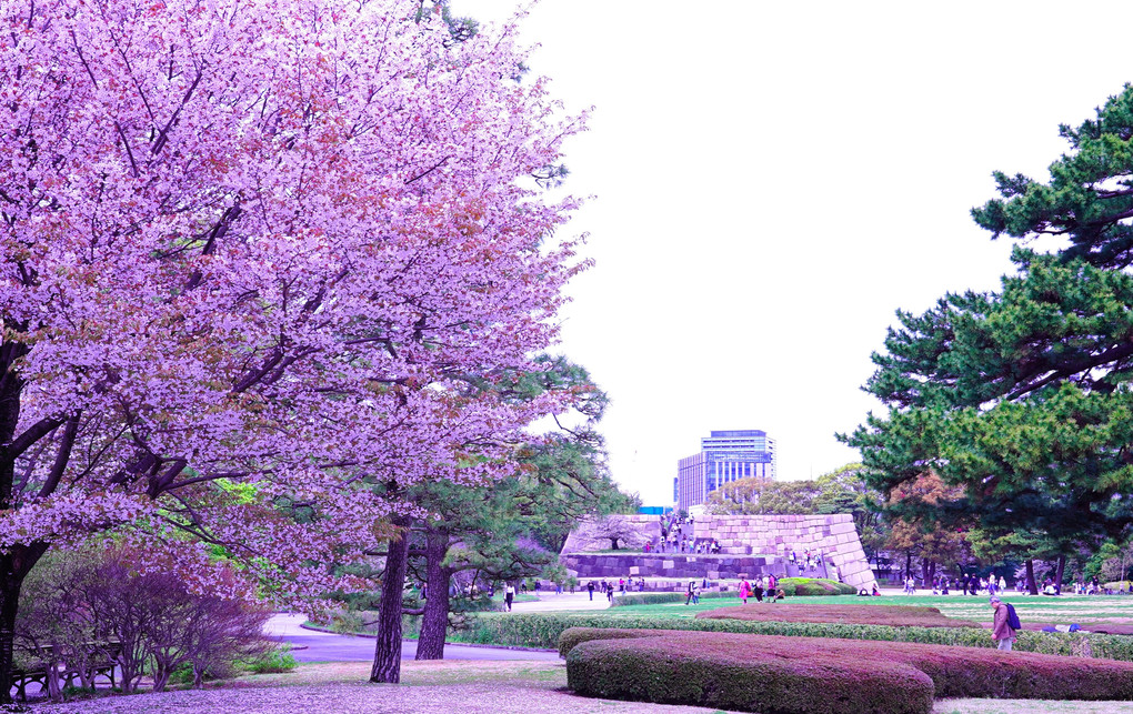 満開の桜と江戸城石垣