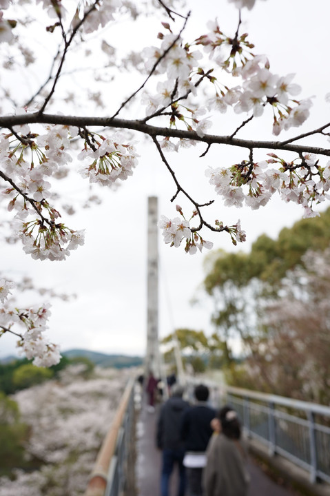 橋番桜