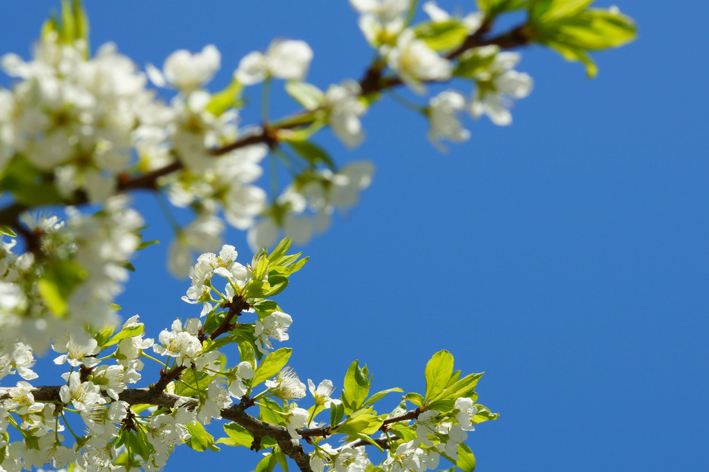 葉桜