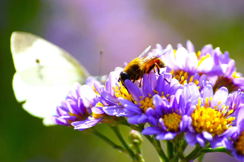 秋の花につくハチとチヨウ